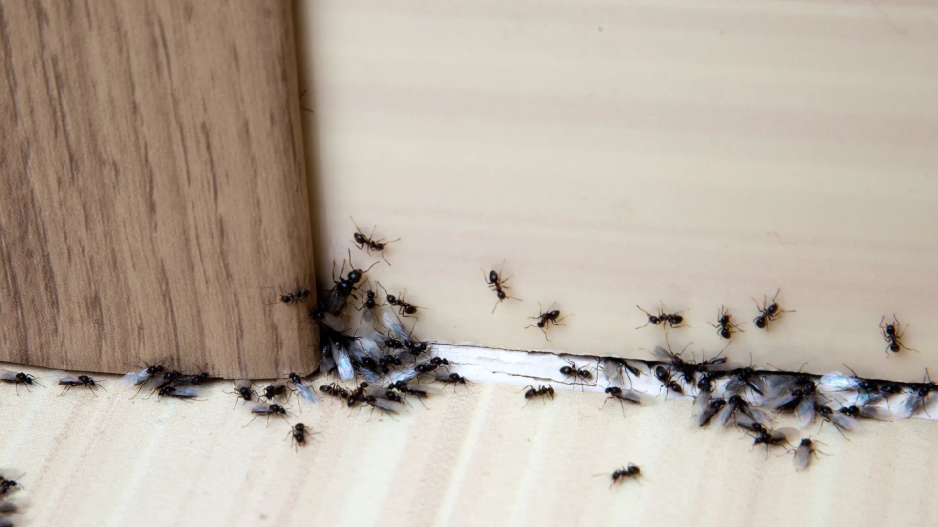 Its the only thing that ensures they never come back cleaner swears by 10 hack to get rid of ants for good [Video]