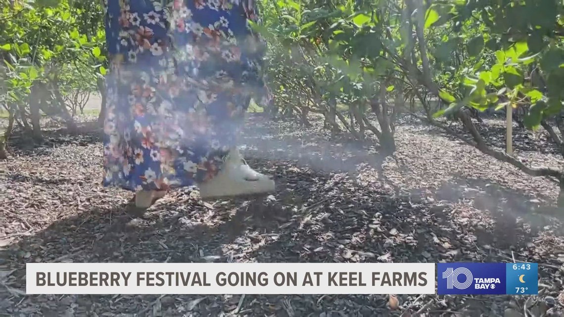 Annual Blueberry Festival at Keel Farms [Video]