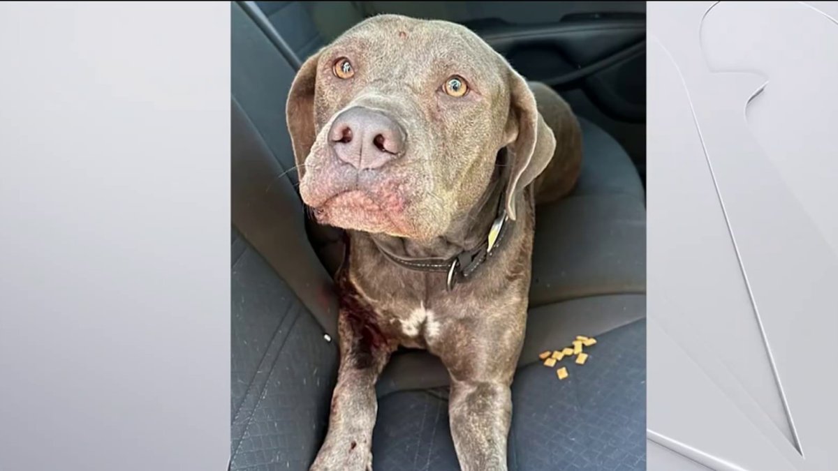 Dog recovering after being found slashed in Pembroke Pines, possibly from machete  NBC 6 South Florida [Video]