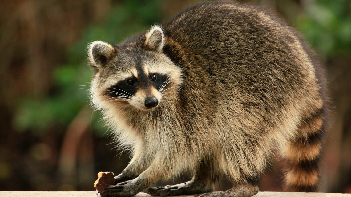 2nd case of rabies in Polk County came from dead raccoon [Video]