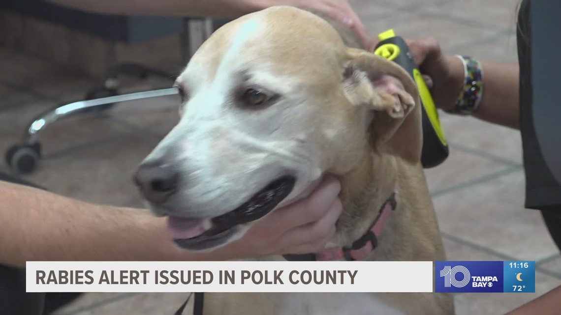 Owners hesitant to vaccine pets as rabies cases identified in Polk County [Video]