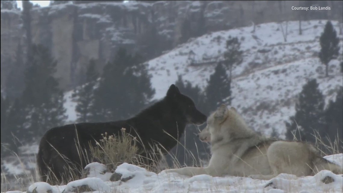 Conservation groups file a federal lawsuit to grant wolves ESA protections [Video]