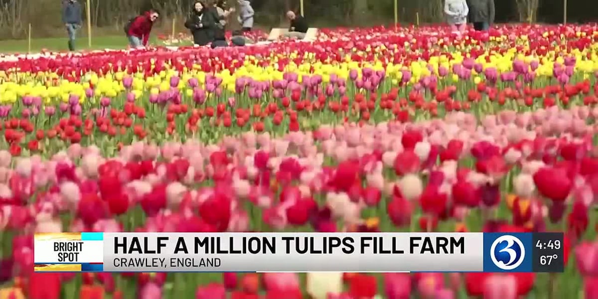 BRIGHT SPOT: Half a million tulips fill farm [Video]