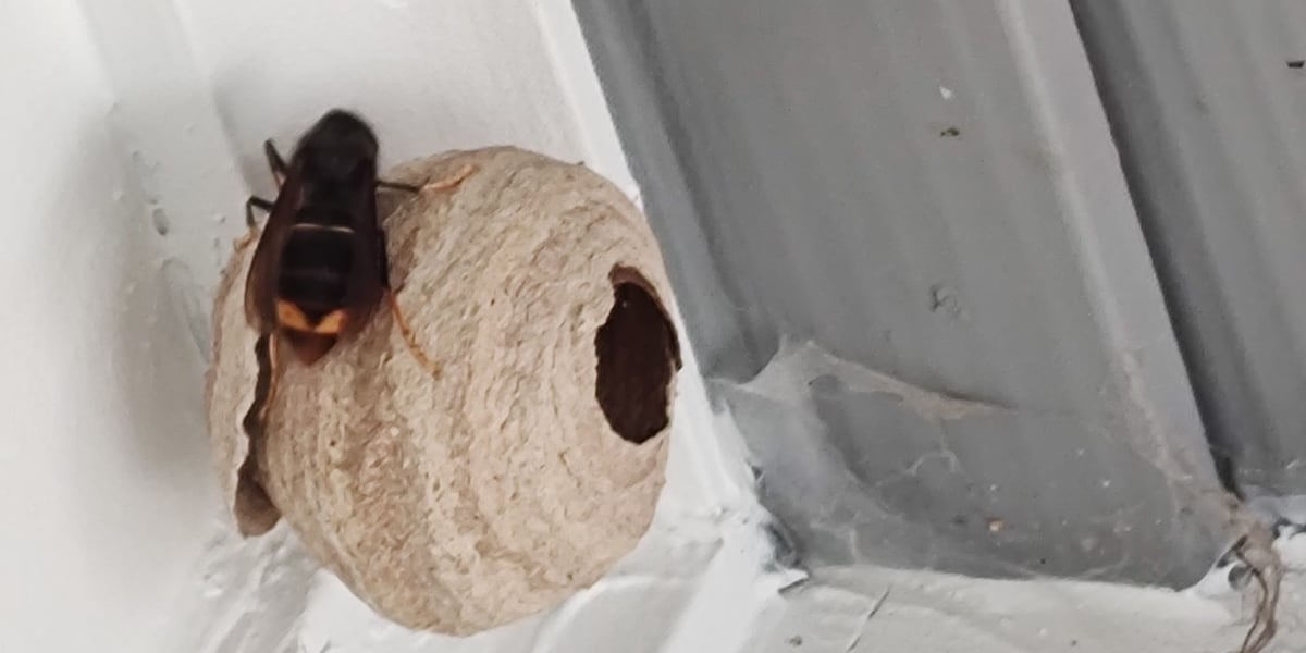 Invasive yellow-legged hornet queen captured as authorities work to stop the species spread [Video]