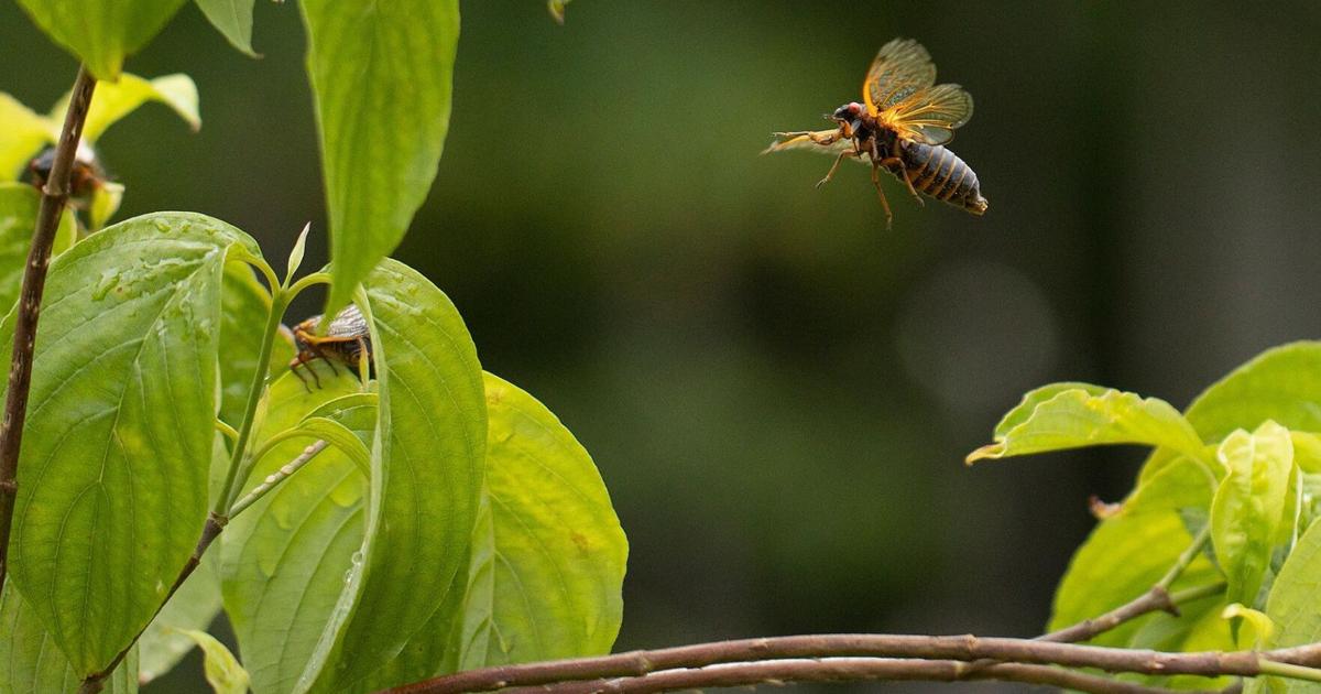 Billions of cicadas set to appear in rare ‘double brood emergence’ | National [Video]