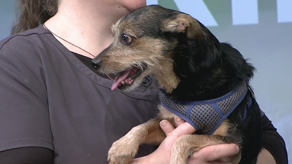 Pet on the Set: Meet Charlie, the dog! [Video]