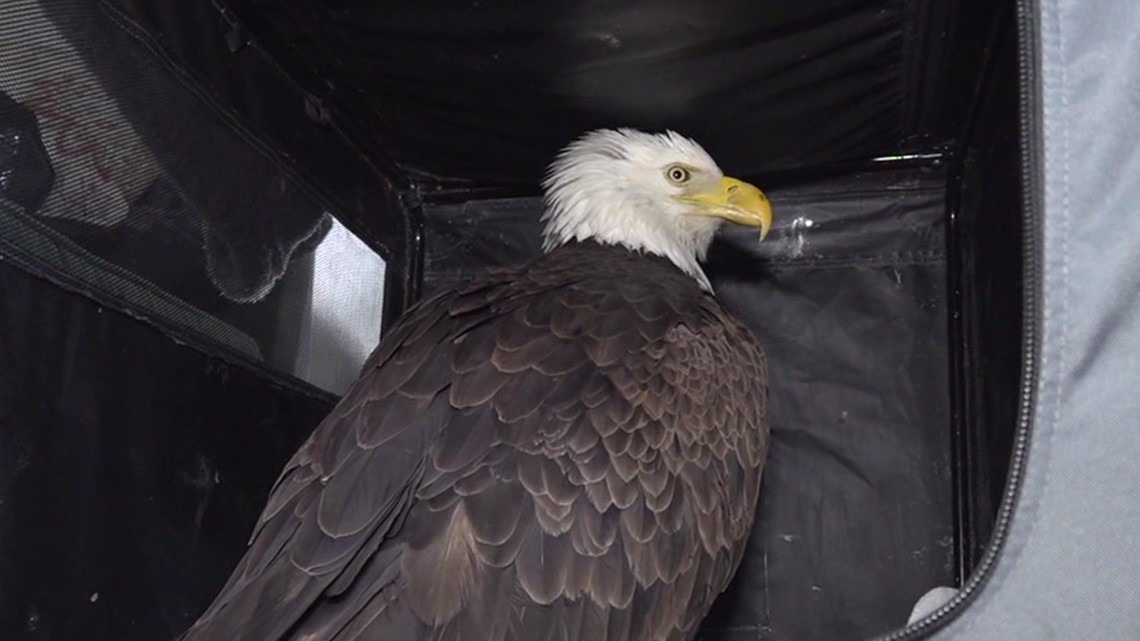Bald Eagle saved from river in Monroe County [Video]