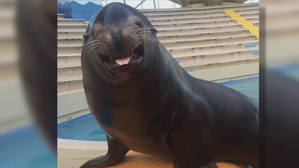 Bud the sea lion at Miami Seaquarium euthanized  NBC 6 South Florida [Video]
