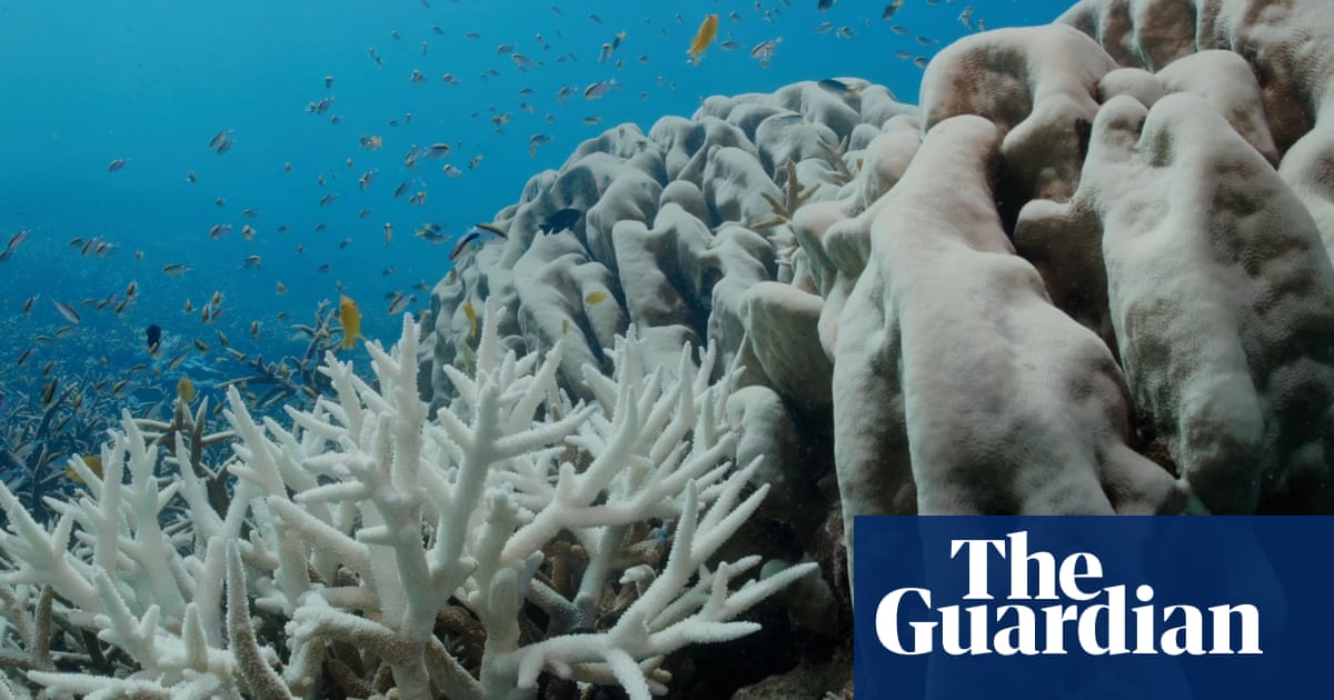 Great Barrier Reef suffering most severe coral bleaching on record  video | Environment