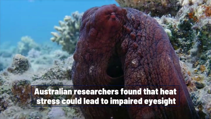 Octopuses could go blind due to global warming, researchers say | News [Video]