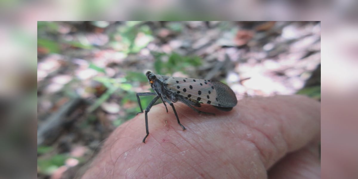 WV Dept. of Agriculture seeks public help eradicating spotted lanternfly [Video]