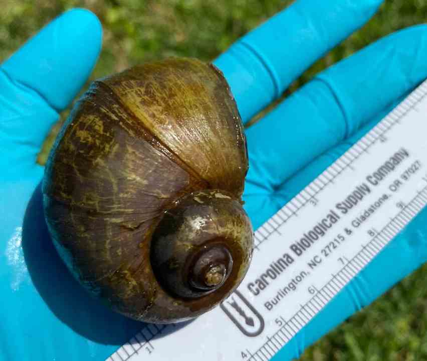 Arkansas Game and Fish Commission discovers invasive snails in live crawfish shipments [Video]