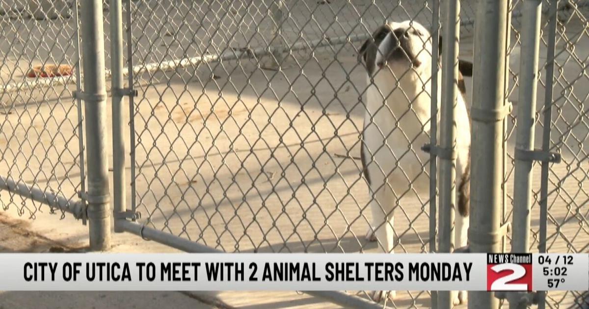 Utica Meeting with 2 Shelters About Stray Dogs | Local [Video]
