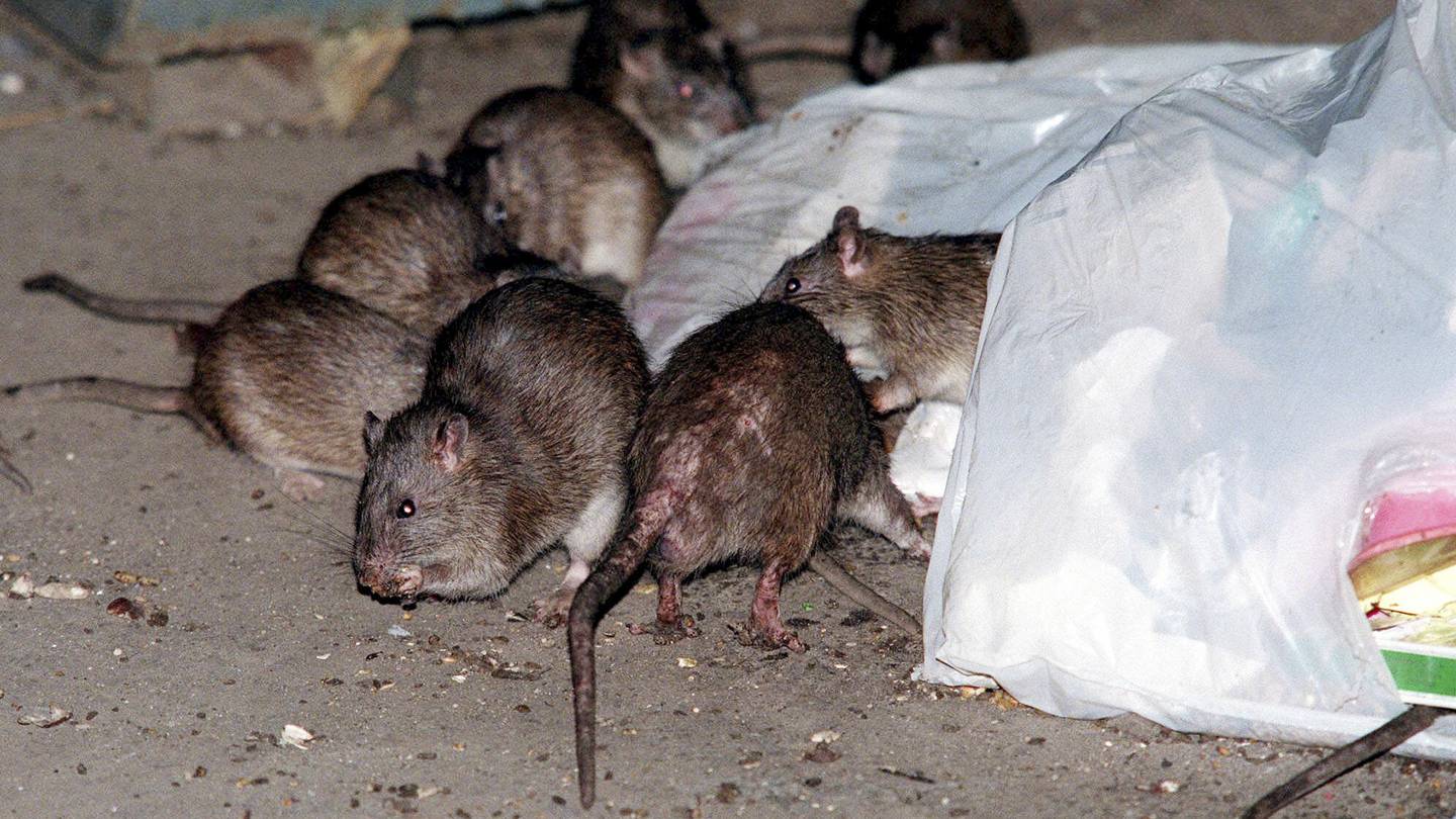 How to get rid of NYC rats without brutality? Birth control is one idea  WSB-TV Channel 2 [Video]