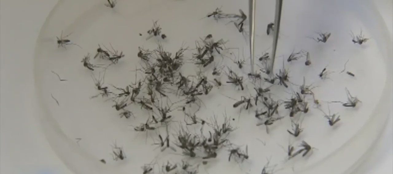 Invasive Aedes aegypti mosquito found in several counties across California, including in San Diego County [Video]
