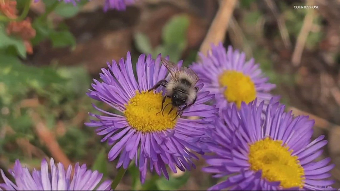 New study finds single-crop farming could harm bees [Video]