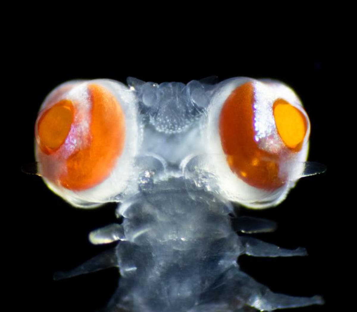 Marine worm with enormous eyes 20 times size of head leaves scientists perplexed [Video]