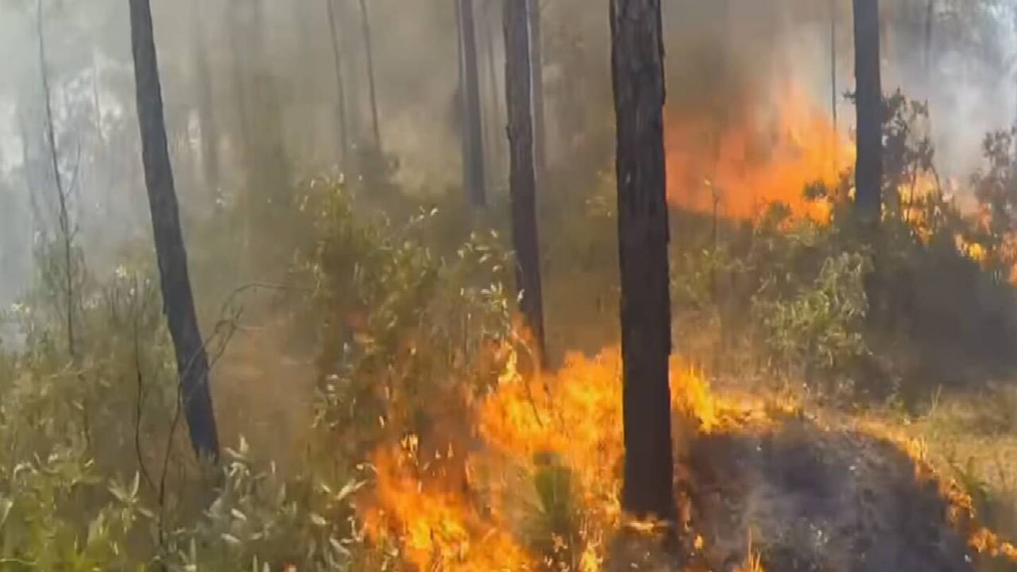 Florida officials warn residents to prepare for wildfire season  WFTV [Video]