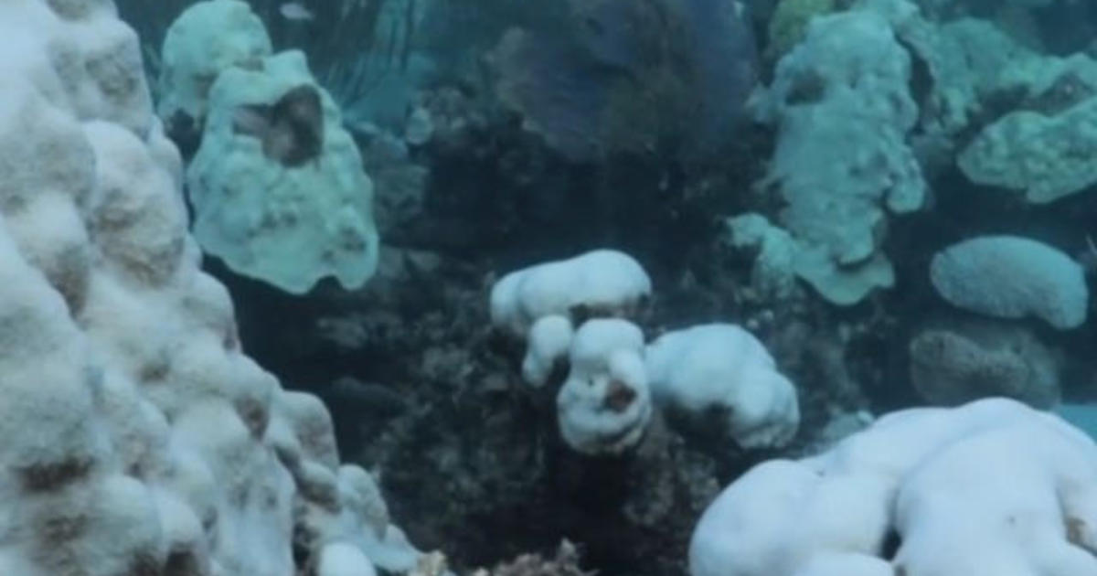 Global coral bleaching event underway [Video]