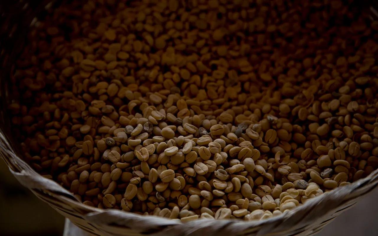 Your favorite coffee may be more than half a million years old: Here’s why [Video]
