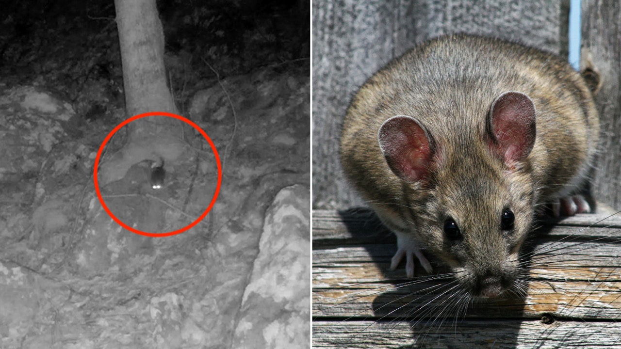 Rare species of rodent captured on West Virginia trail camera [Video]