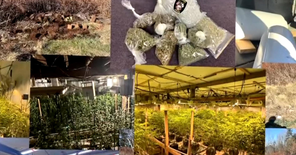 Black market marijuana farms in Maine allegedly tied to Chinese criminal networks [Video]