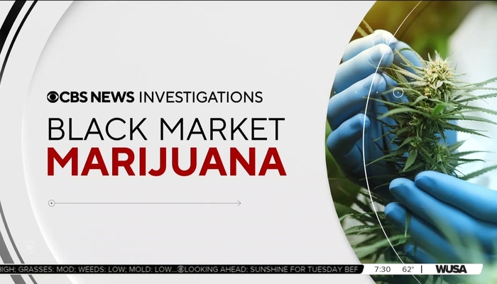 CBS Admits Legalizing Weed Doesnt Stop Black Market Sales, Boosts Them [Video]