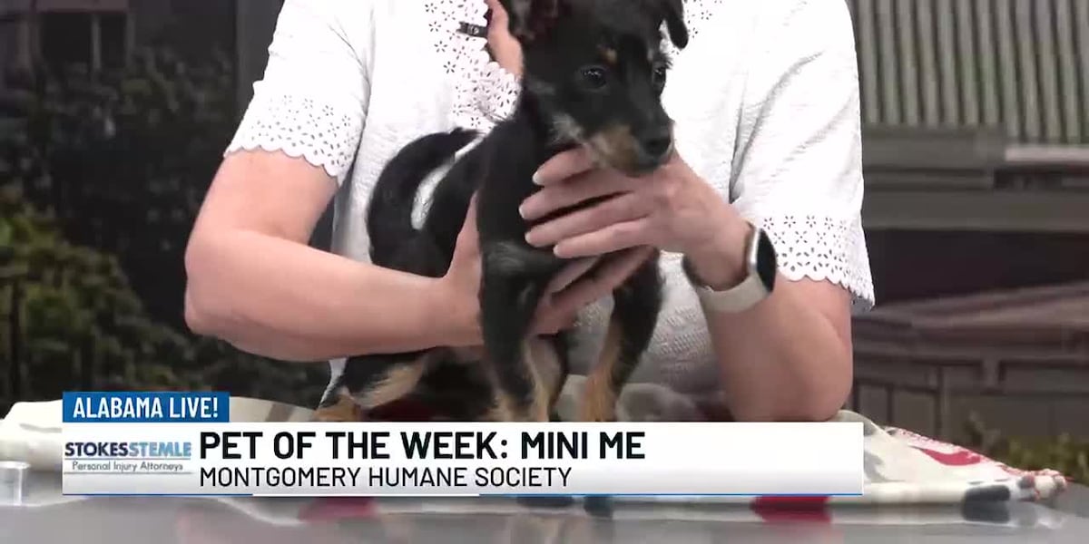 Pet of the Week: Mini Me [Video]