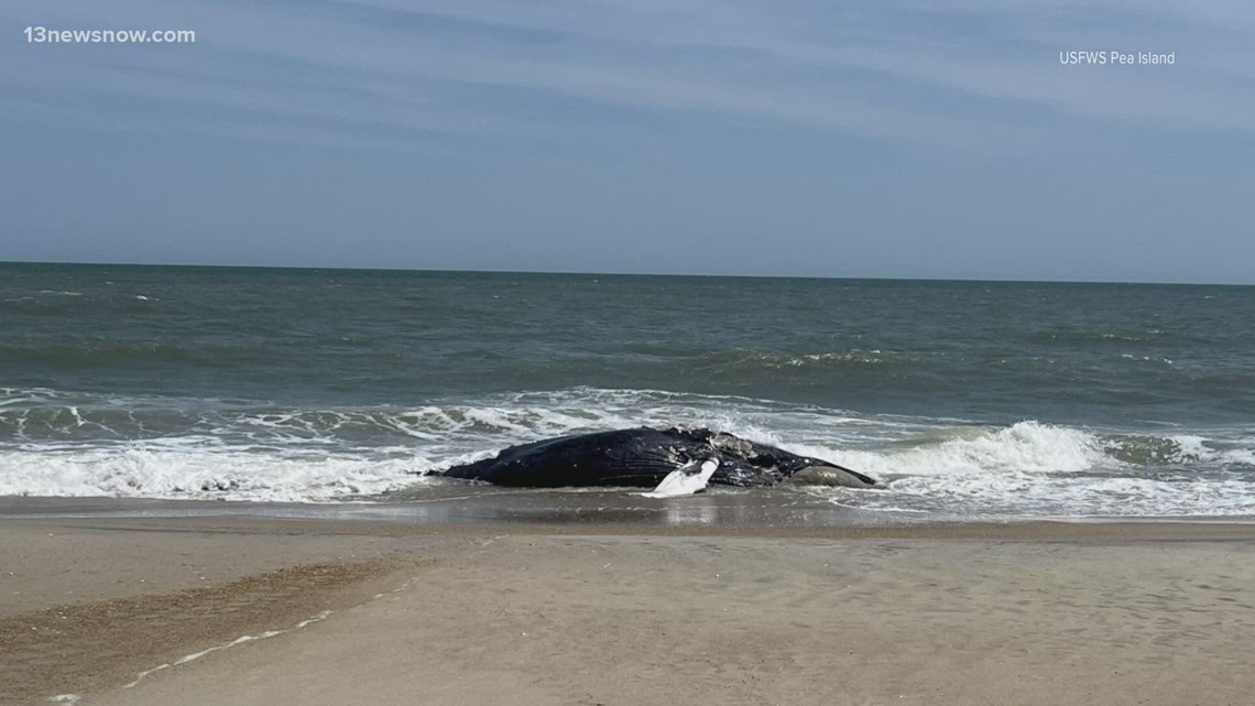 Whale washes up on Outer Banks [Video]