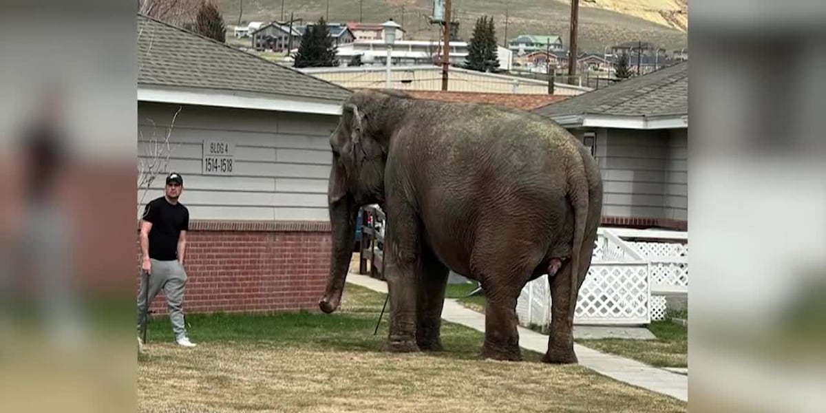 PHOTOS: Circus elephant gets loose, wanders city streets [Video]