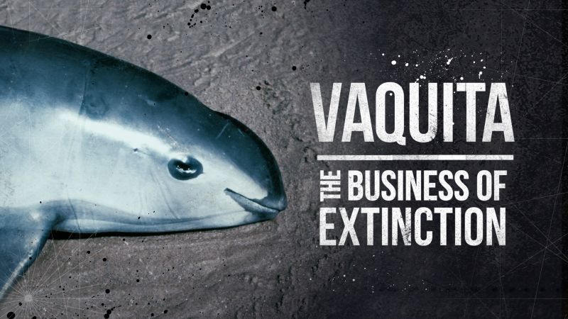 Vaquita: The Business of Extinction [Video]