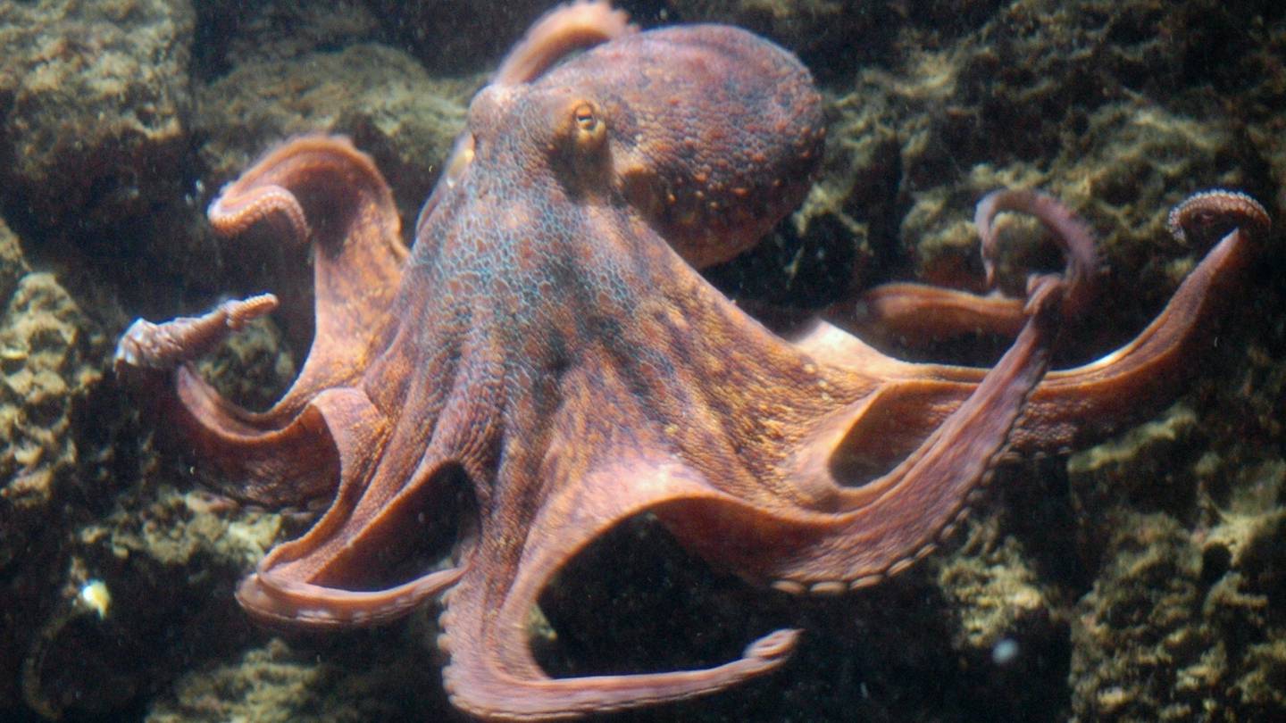 9-year-old boys parents adopt pet octopus who ended up laying dozens of eggs  WFTV [Video]