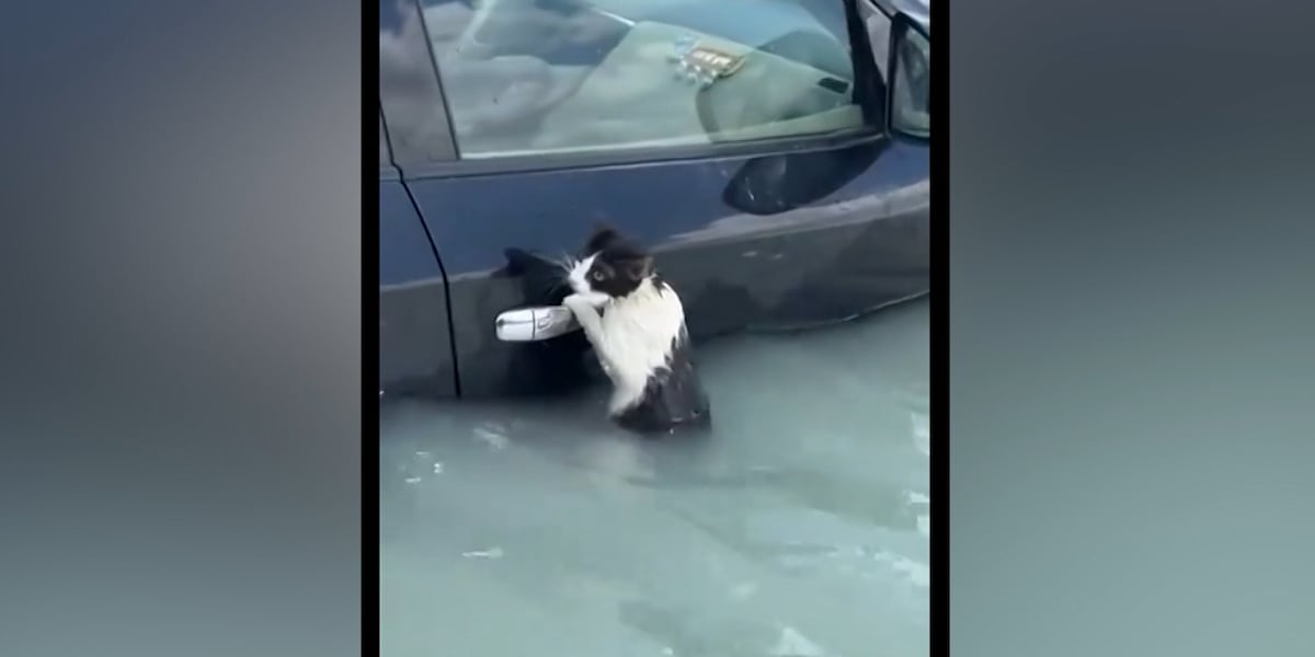 Cat holds onto car’s door handle to survive flood waters [Video]