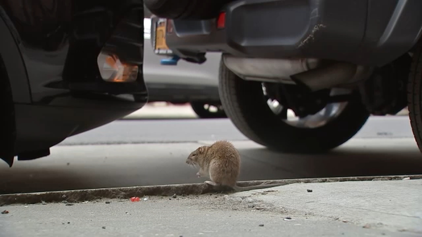 What is Leptospirosis: Human infections from rat urine on the rise in New York City [Video]