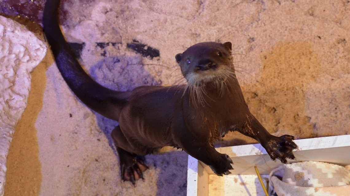 Clearwater Marine Aquarium welcomes new otter [Video]