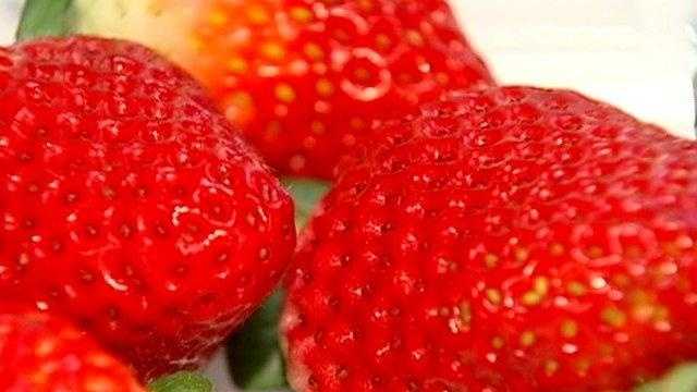 Imported strawberries highly contaminated with pesticides: report [Video]