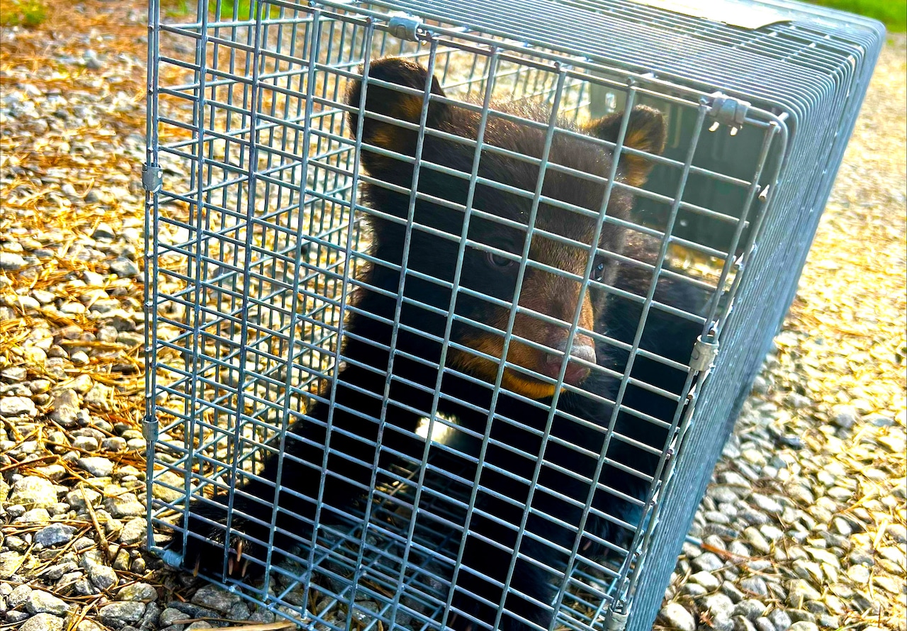 Video shows people in N.C. pull bear cubs out of tree to take selfies, causing outrage [Video]