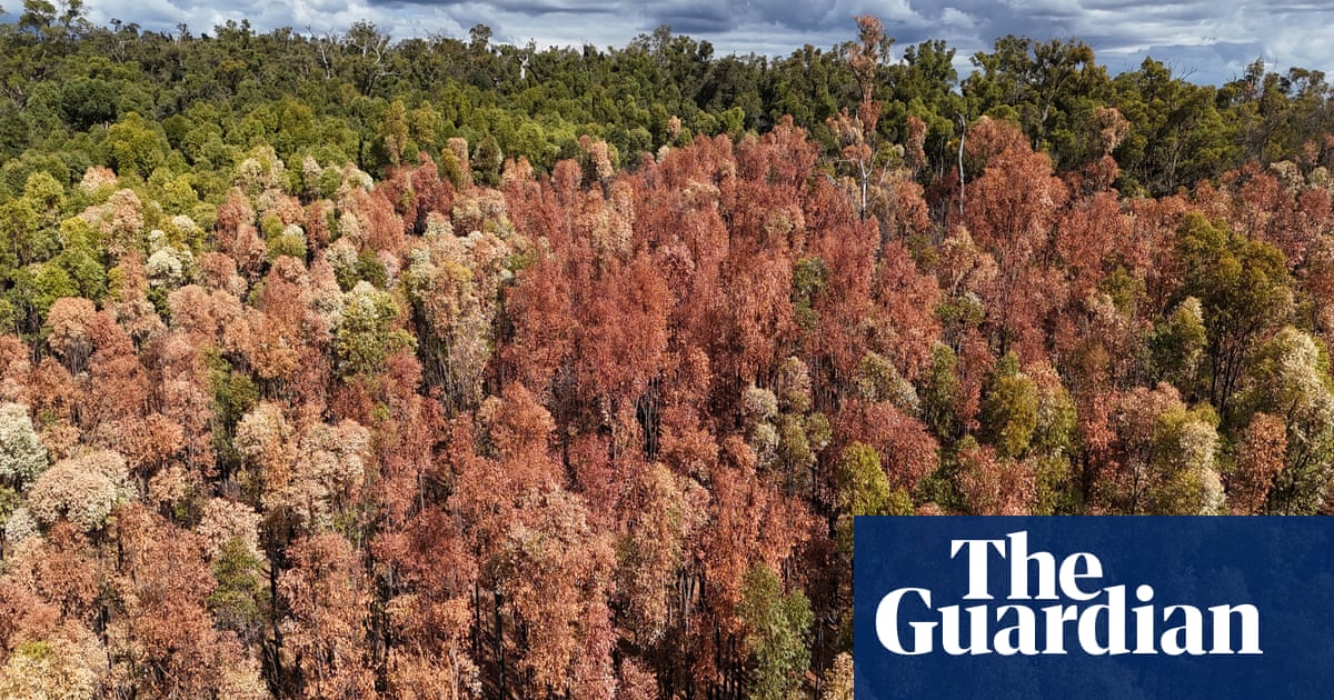 Drone video shows Western Australias forests dying in heat and drought  video | Environment