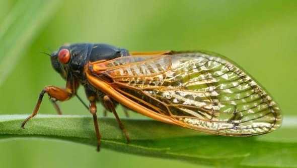 Kansas City to see cicada brood emergence: What to know [Video]
