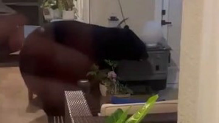 Three-legged bear breaks into Florida home to raid familys fridge | Lifestyle [Video]