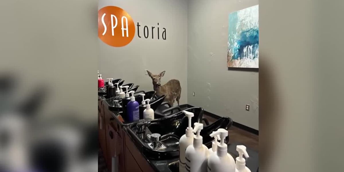 Deer come crashing through salons window [Video]