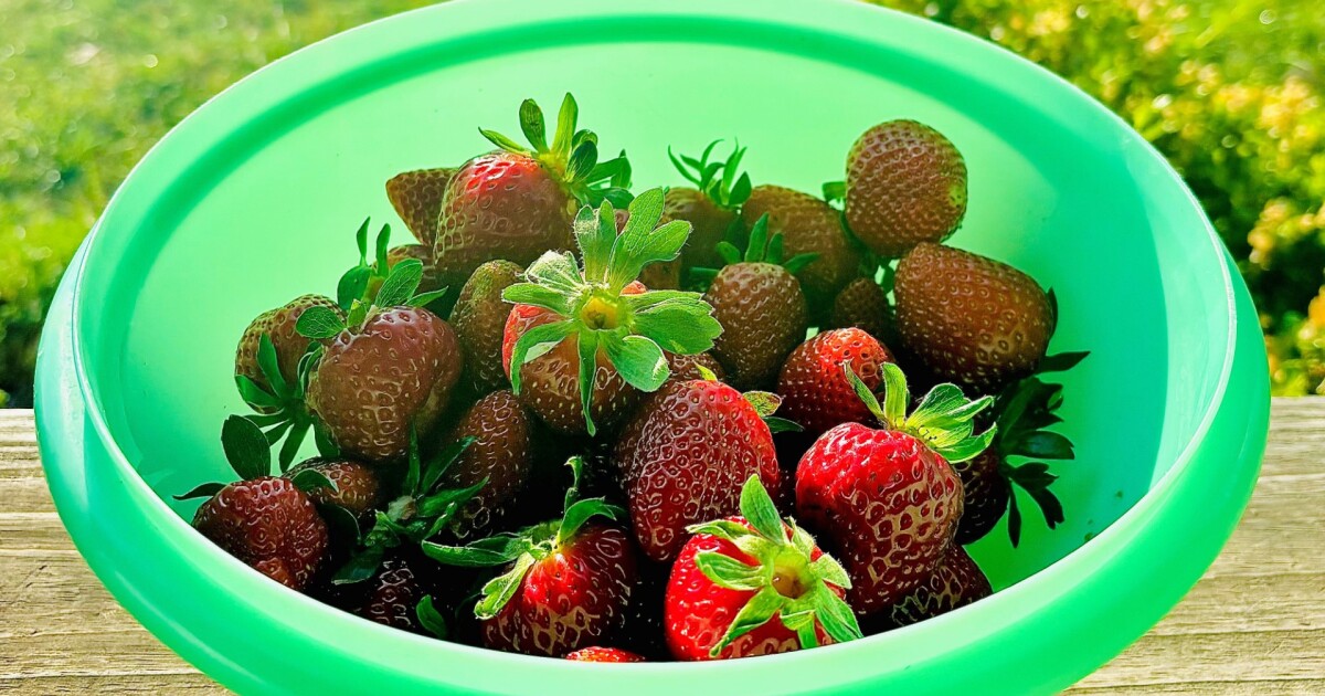 It’s strawberry season in Tennessee! Find a local farm to pick some [Video]
