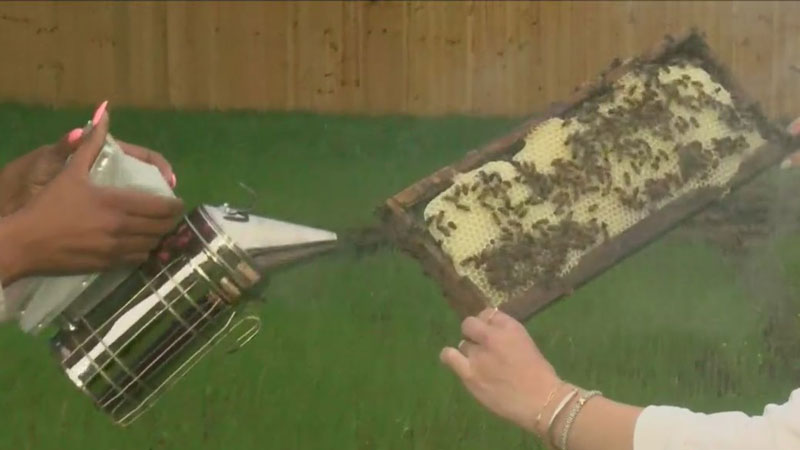 Bemis Honey Bee Farm hosting Arkansas Bee Day in Little Rock this weekend [Video]
