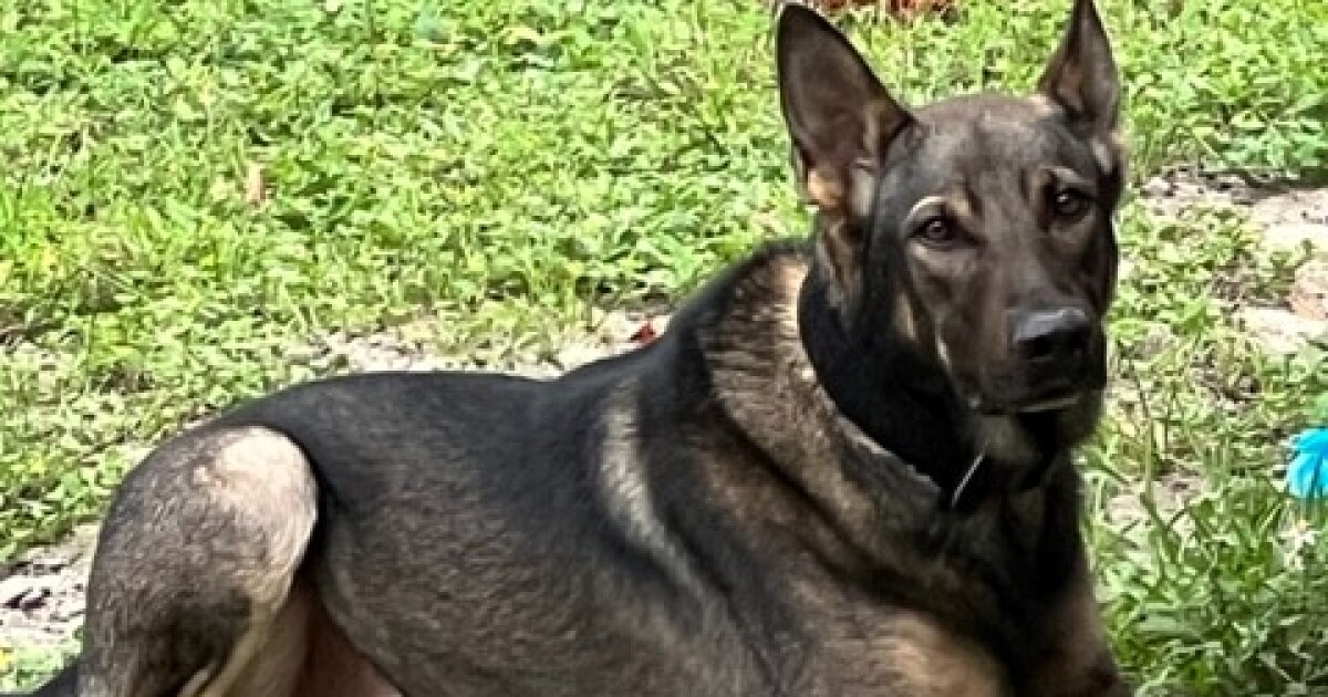 Lake Wales PD police dog found [Video]