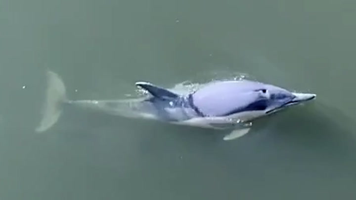 Dolphins spotted swimming in River Thames after making way to London | Lifestyle [Video]
