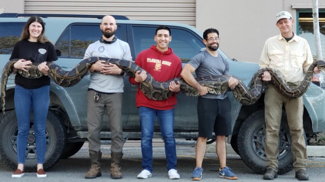 Nearly 18-foot python caught in the Everglades makes FWC history [Video]