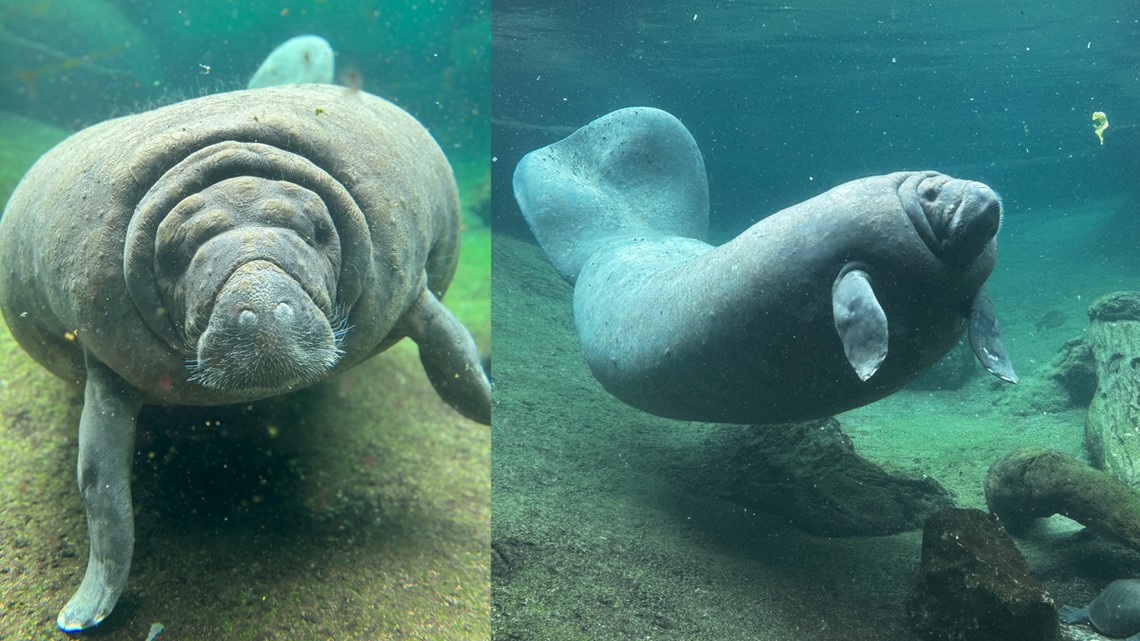 ZooTampa announces passing of 65-year-old manatee [Video]