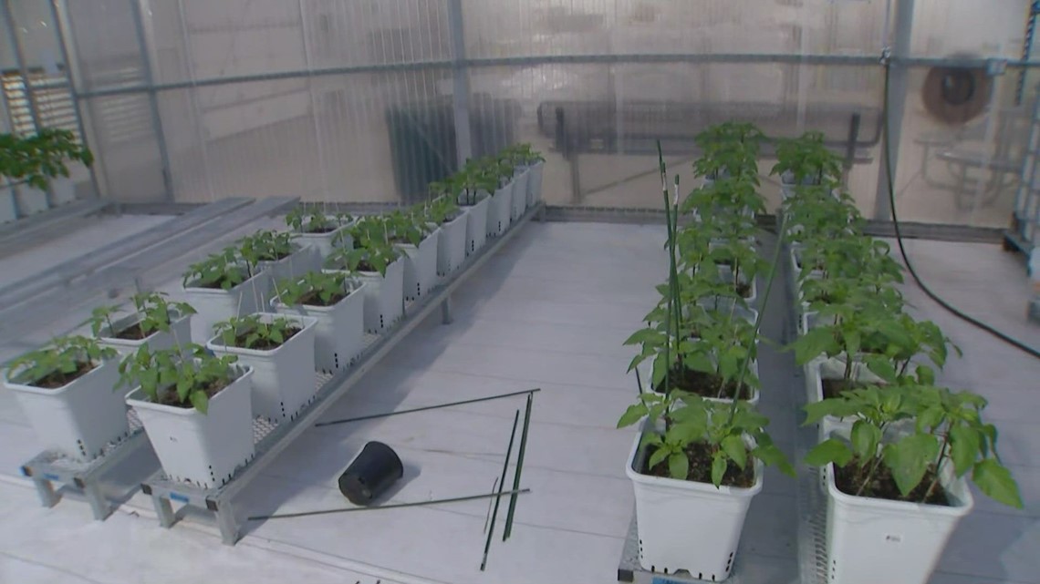 Denver Public Schools grows produce for students [Video]