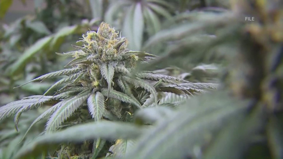 Expert warns of dangers associated with marijuana | Seattle [Video]
