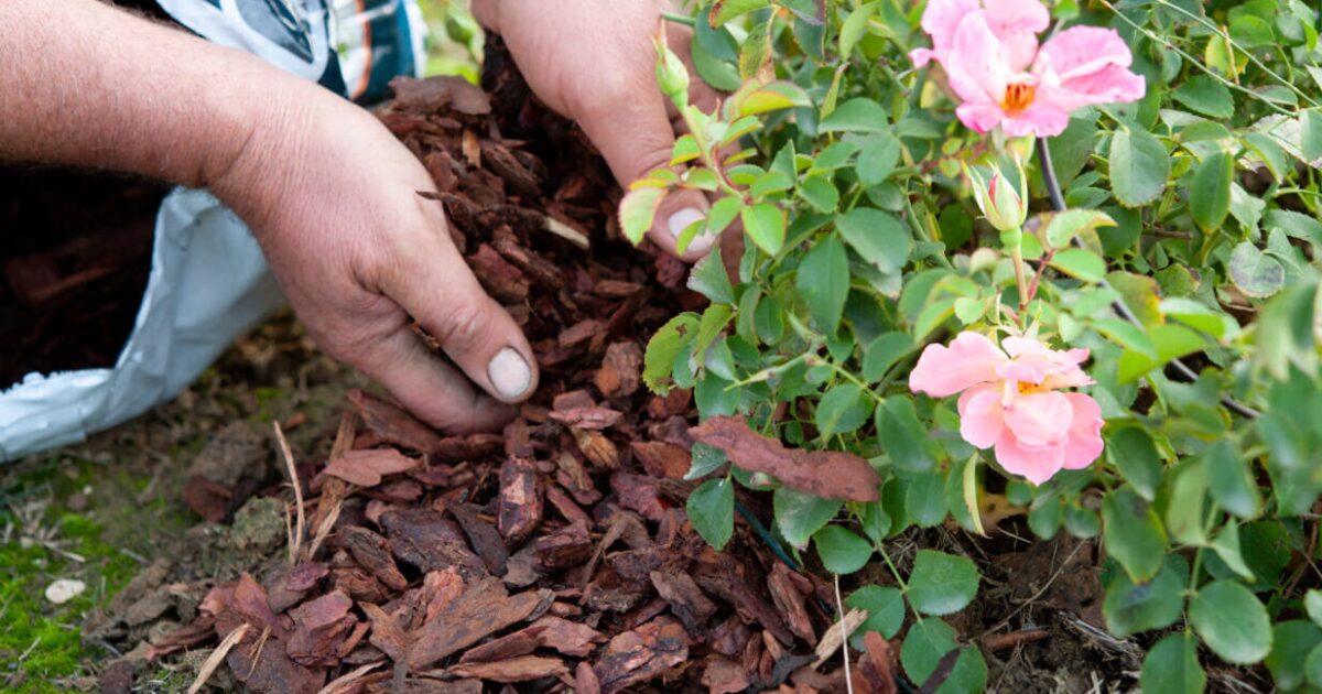 What is mulch and do you really need it? [Video]